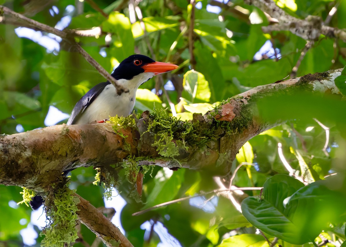 White-rumped Kingfisher - ML641289239
