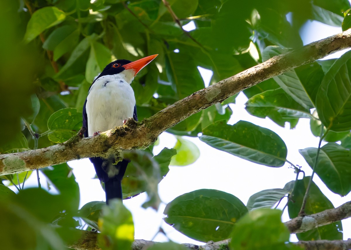 White-rumped Kingfisher - ML641289240