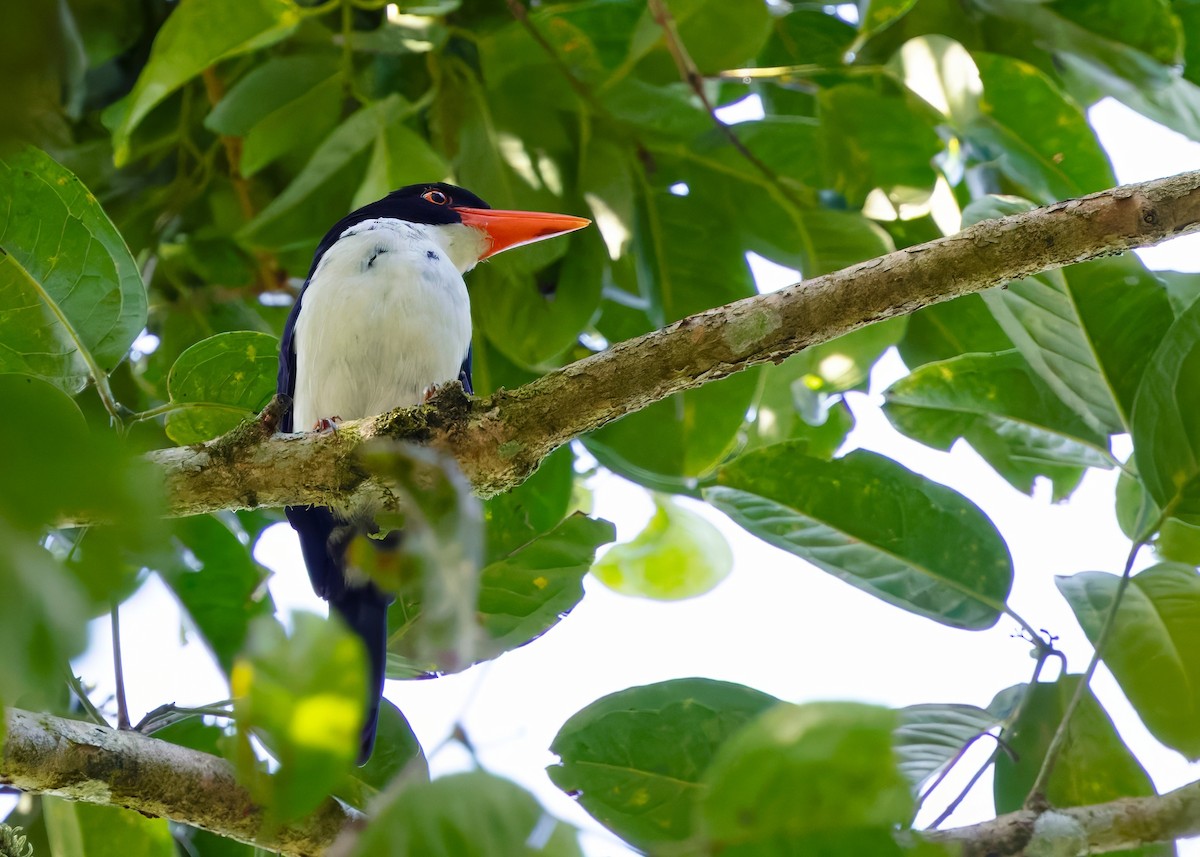 White-rumped Kingfisher - ML641289241