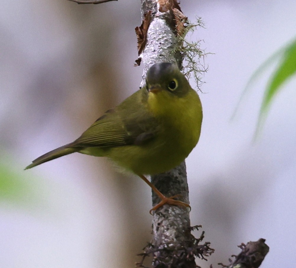 Martens's Warbler - ML641289263