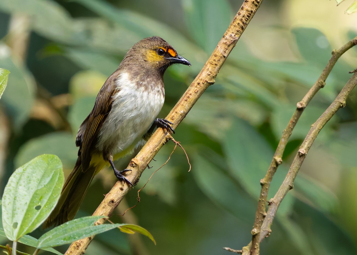 Orange-spotted Bulbul - ML641289268