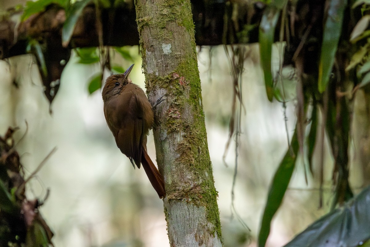 Plain-winged Woodcreeper - ML641289273