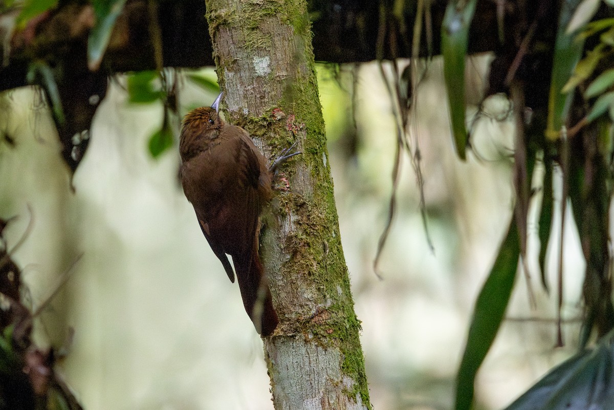 Plain-winged Woodcreeper - ML641289275