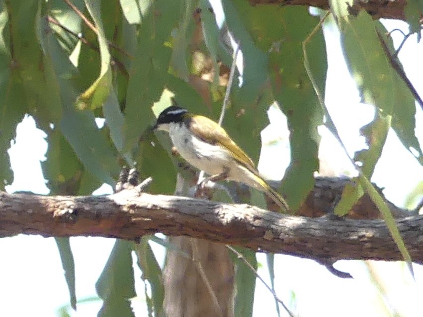 White-throated Honeyeater - ML641289299