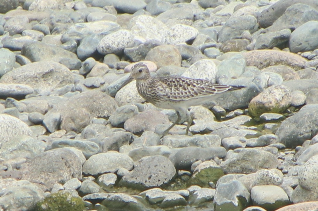 Great Knot - ML641289303