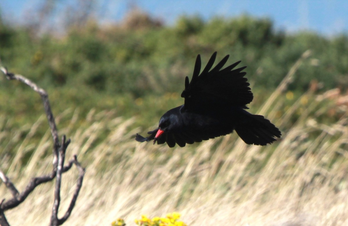 Red-billed Chough - ML641289305