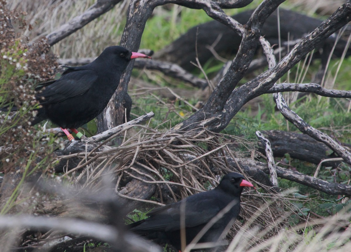 Red-billed Chough - ML641289313