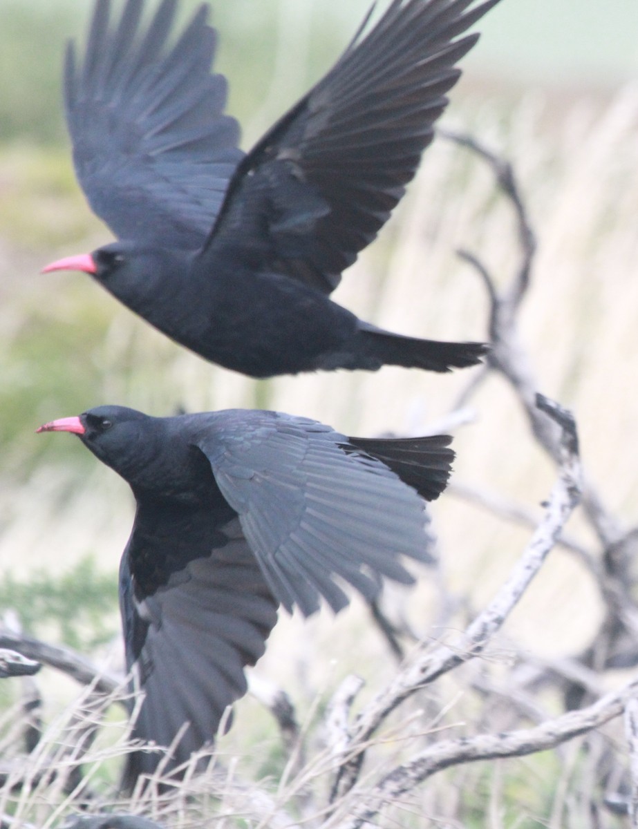 Red-billed Chough - ML641289316