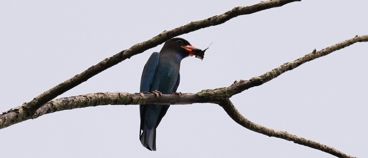 Dollarbird - ML641289332