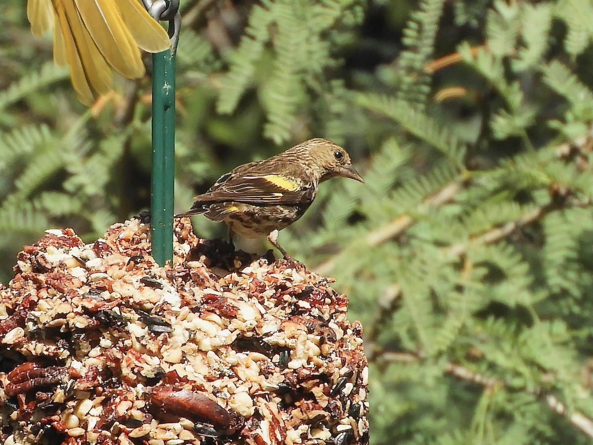 Pine Siskin (green morph) - ML641289333