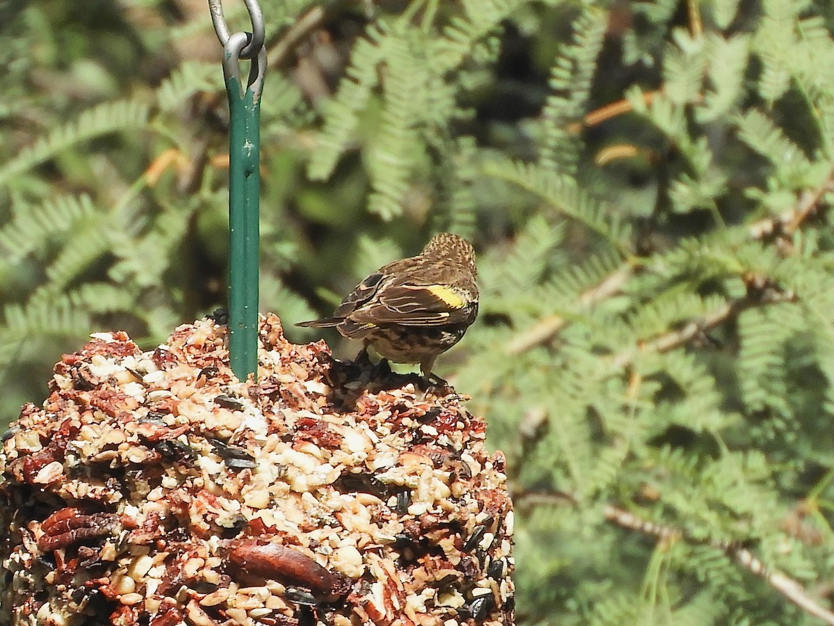 Pine Siskin (green morph) - ML641289334
