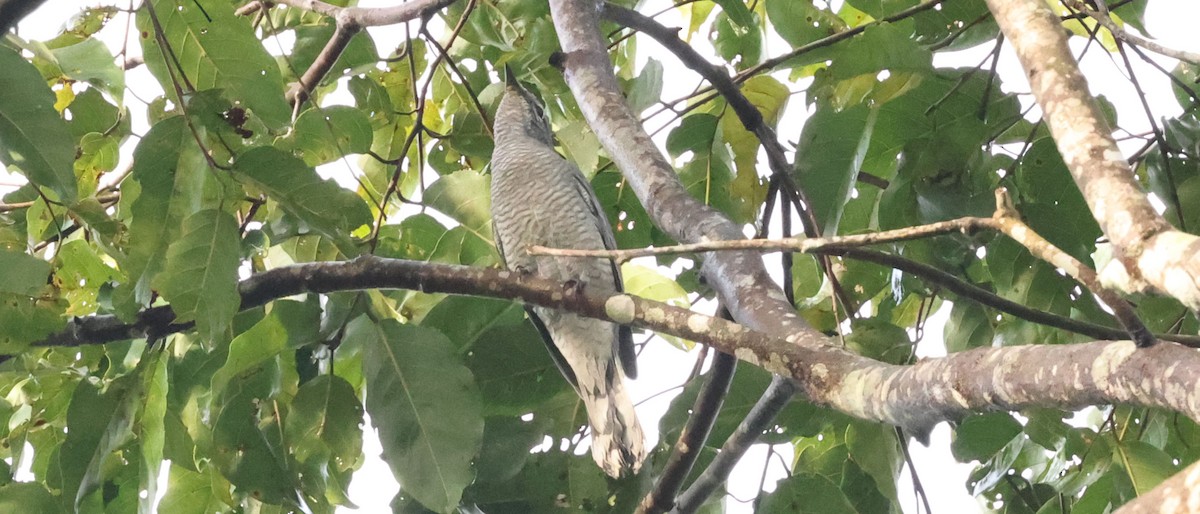 Black-winged Cuckooshrike - ML641289341