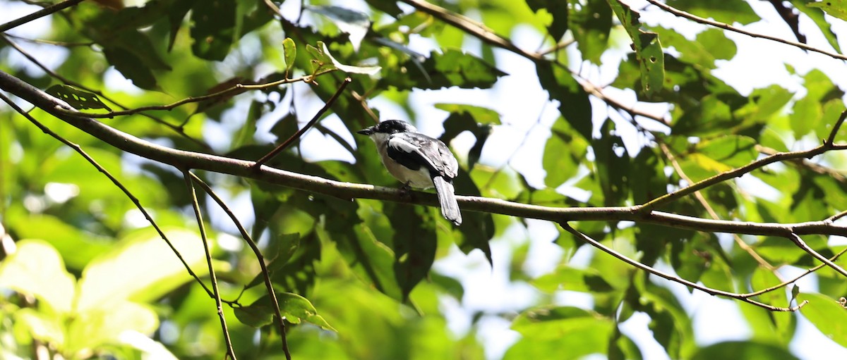 Bar-winged Flycatcher-shrike - ML641289349