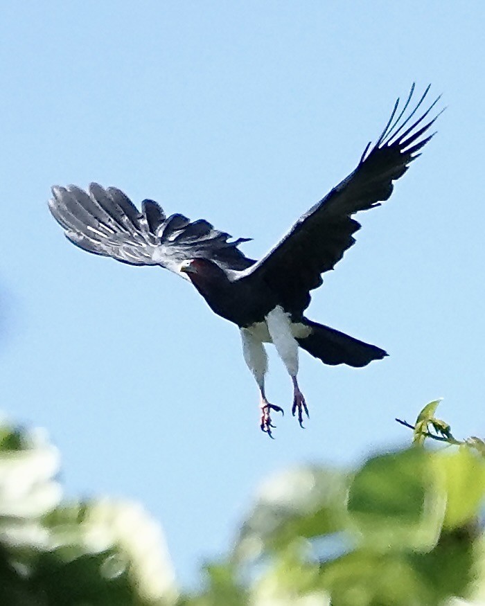 Red-throated Caracara - ML641289365