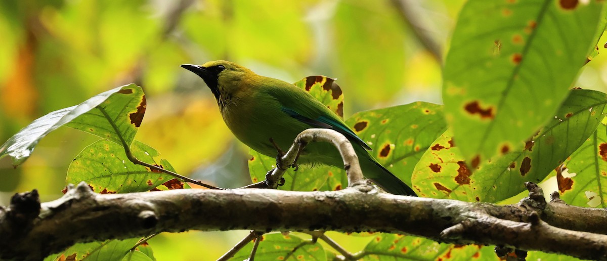 Blue-winged Leafbird - ML641289370