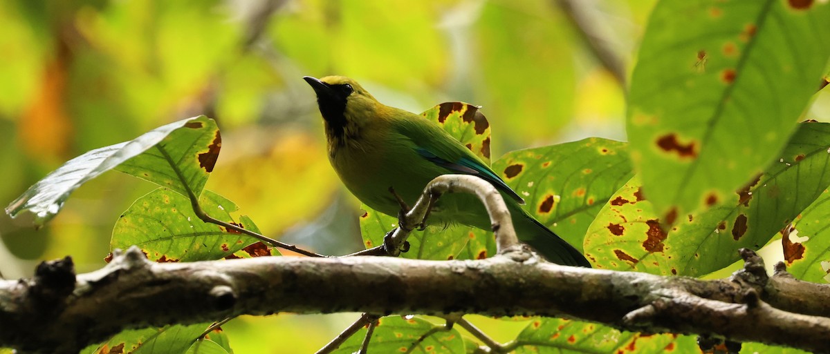Blue-winged Leafbird - ML641289371