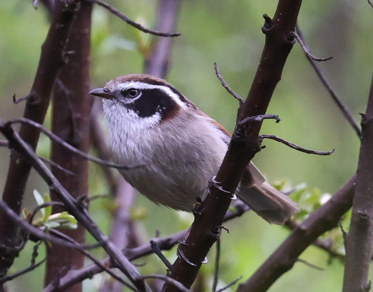 White-browed Fulvetta - ML641289377