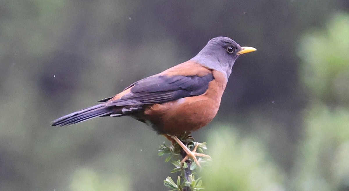 Chestnut Thrush - ML641289388