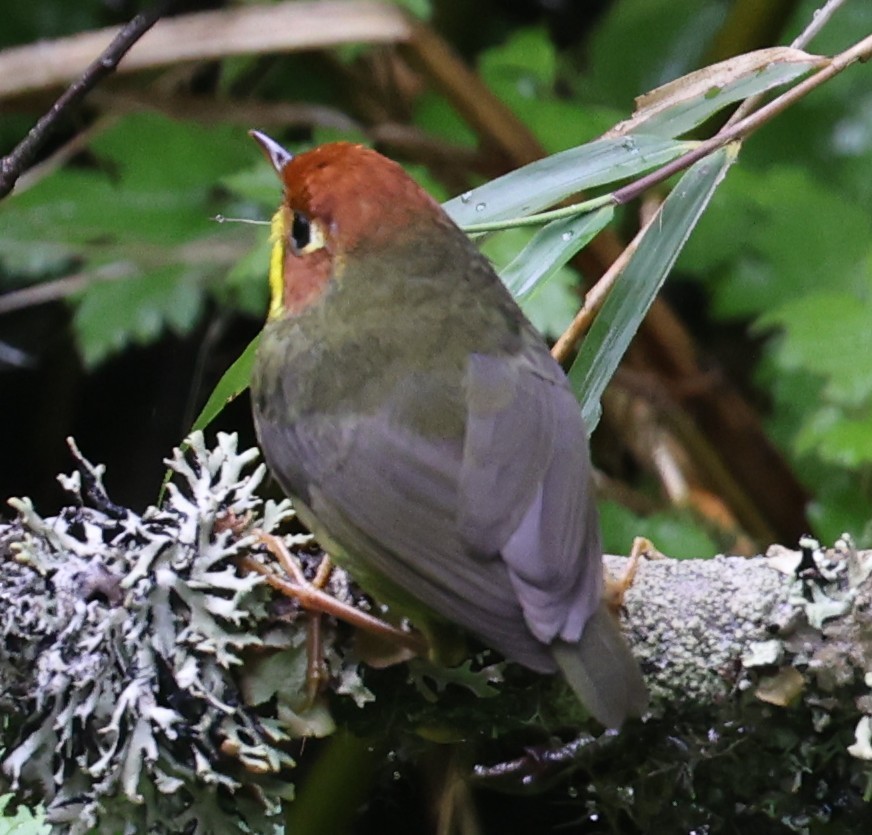 Chestnut-headed Tesia - ML641289444