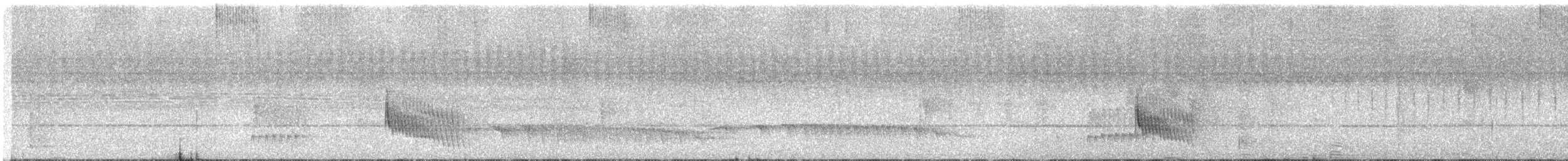 Batara moucheté - ML641289460