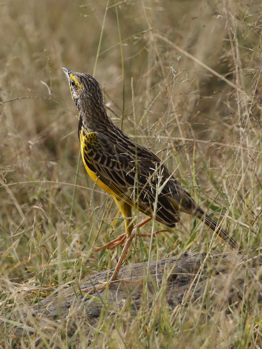 Yellow-throated Longclaw - ML641289480