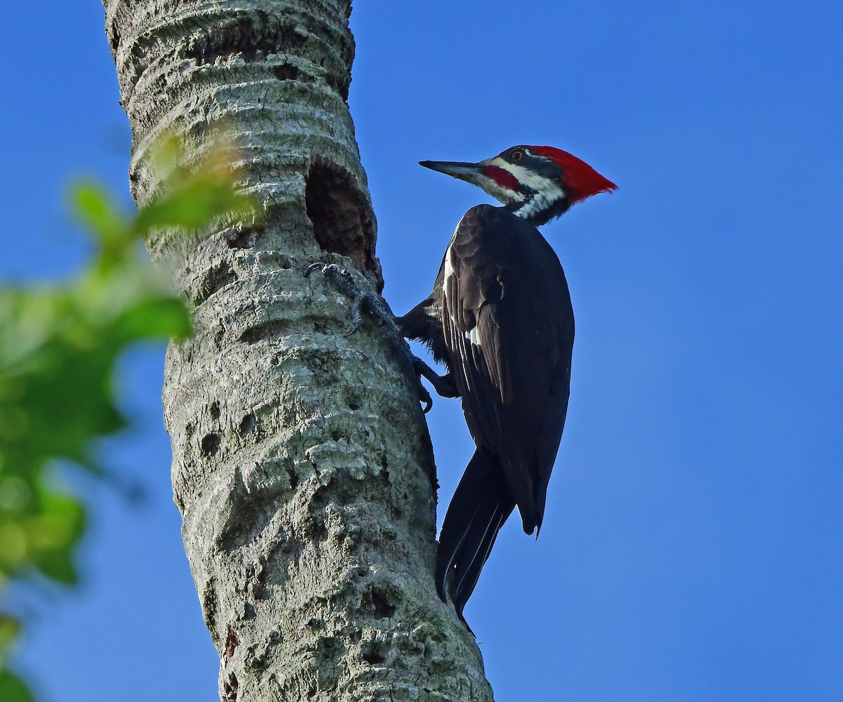 Pileated Woodpecker - ML641289543