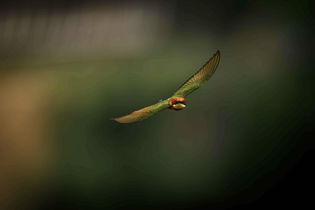 Chestnut-headed Bee-eater - ML641289572