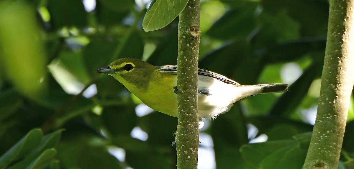 Yellow-throated Vireo - ML641289577