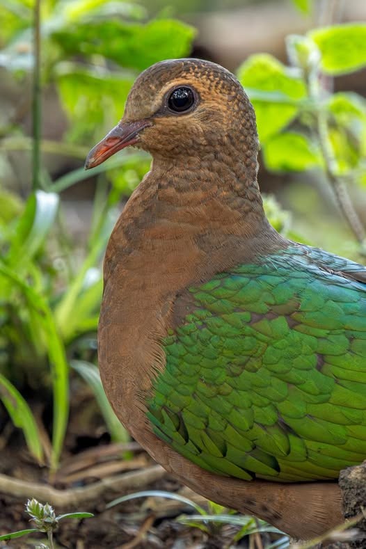 Asian Emerald Dove - ML641289580