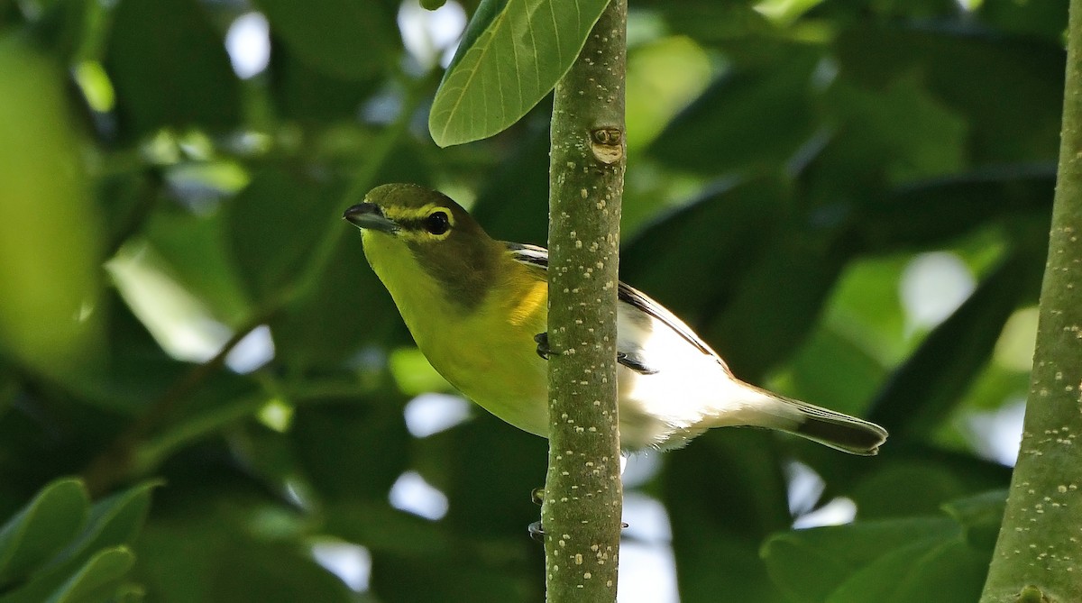 Yellow-throated Vireo - ML641289582