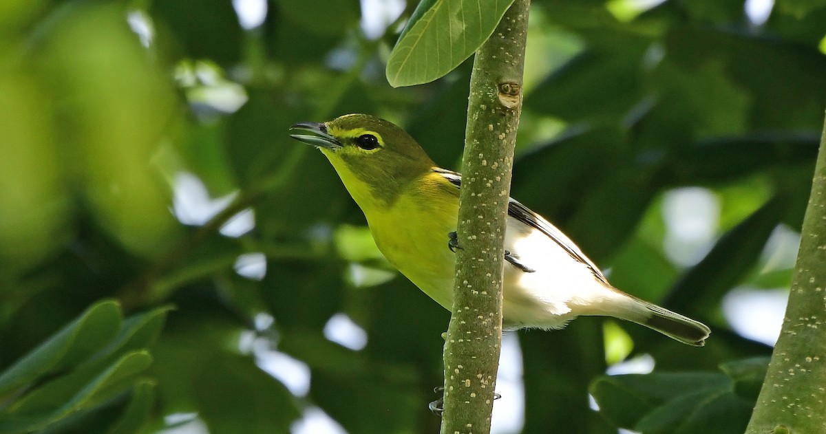 Yellow-throated Vireo - ML641289583