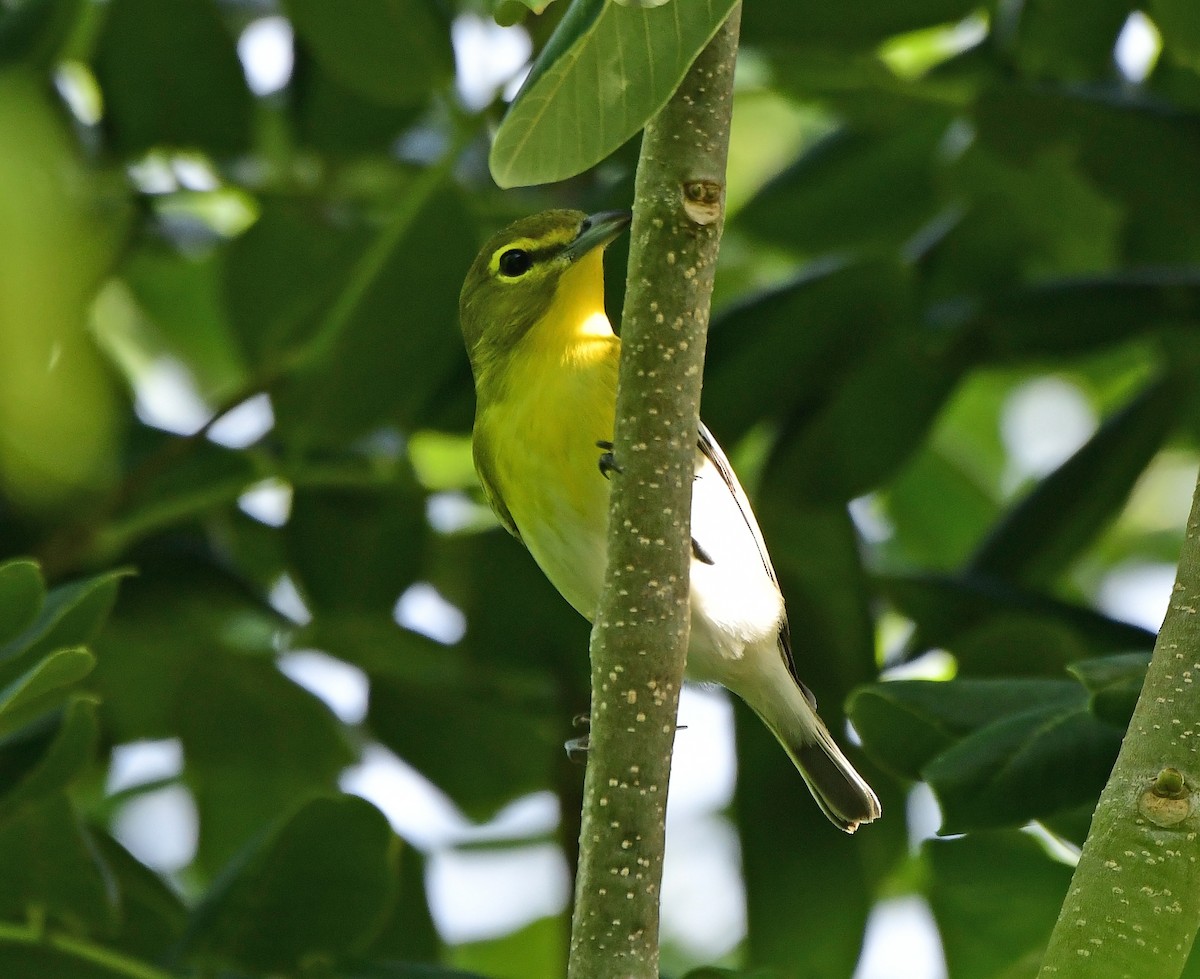 Yellow-throated Vireo - ML641289584