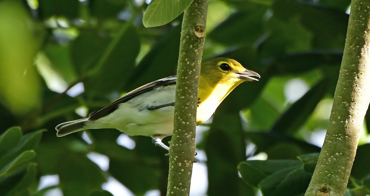 Yellow-throated Vireo - ML641289585