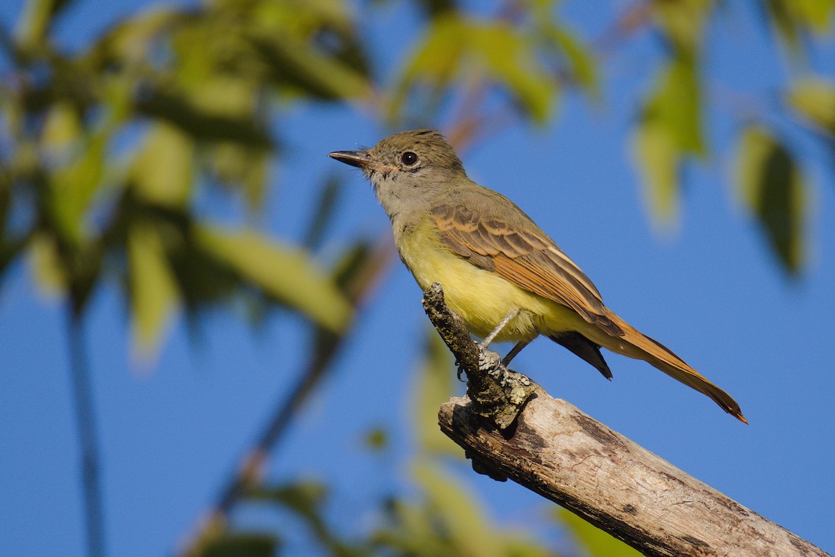 Great Crested Flycatcher - ML641289601