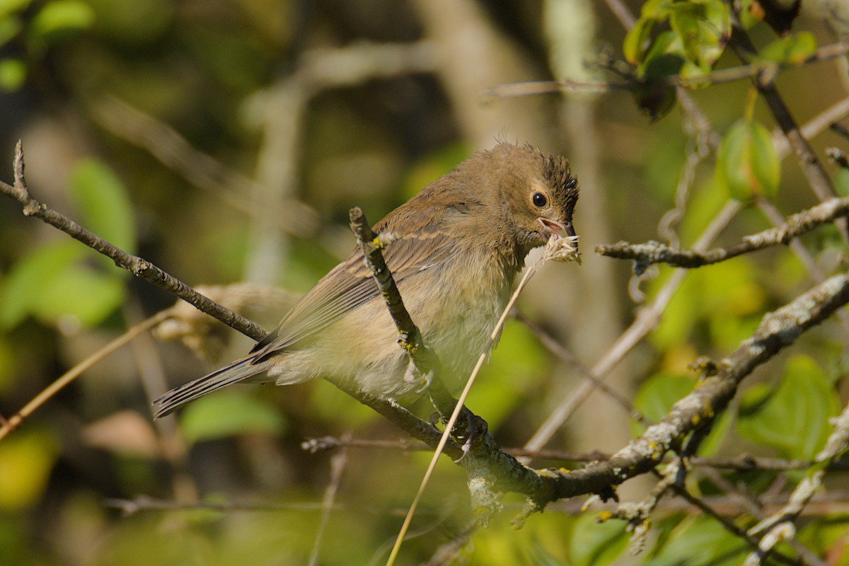 Indigo Bunting - ML641289603