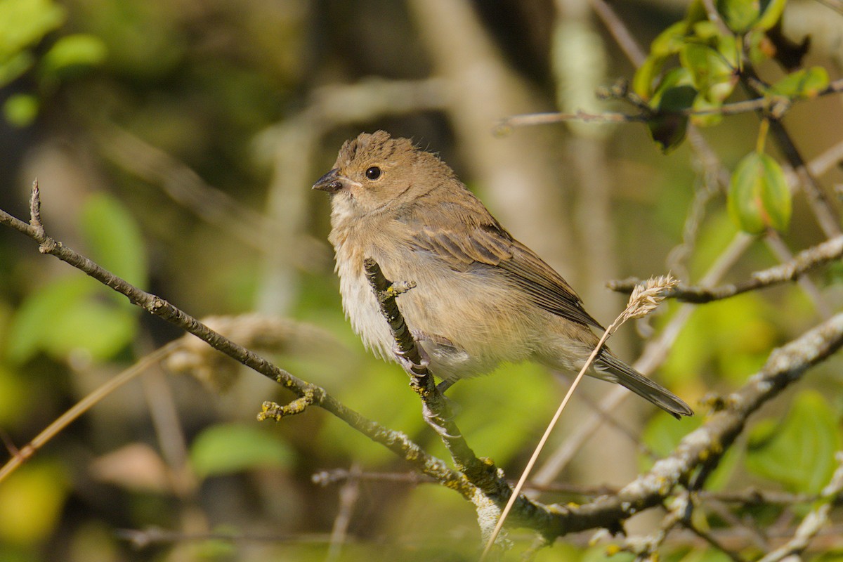 Indigo Bunting - ML641289604