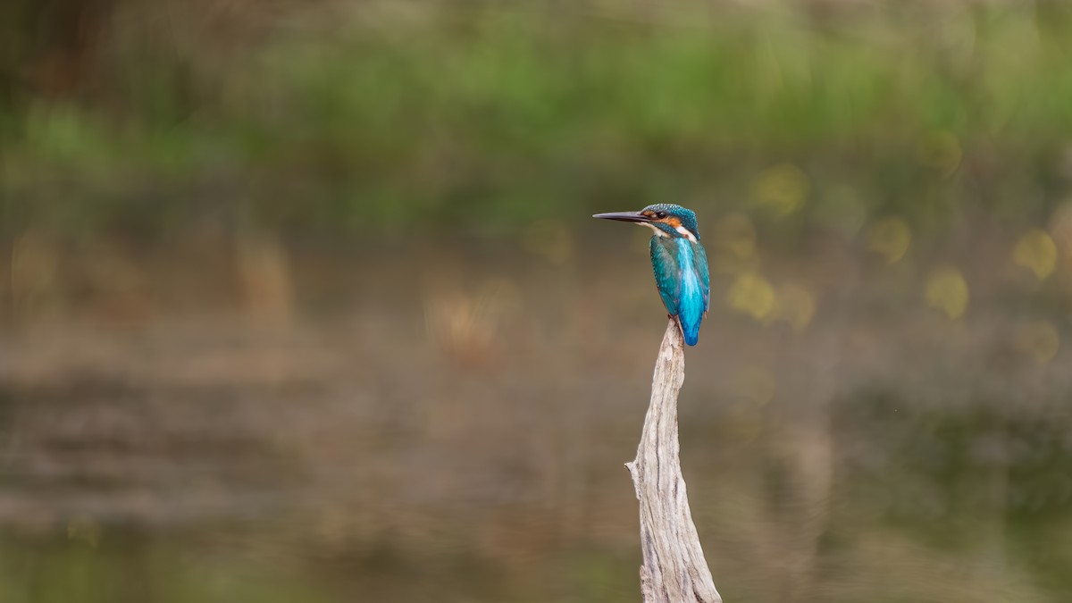 Common Kingfisher - ML641289629