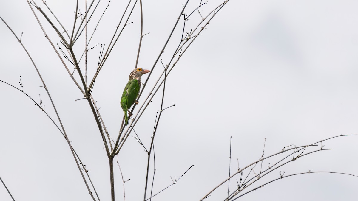 Lineated Barbet - ML641289630