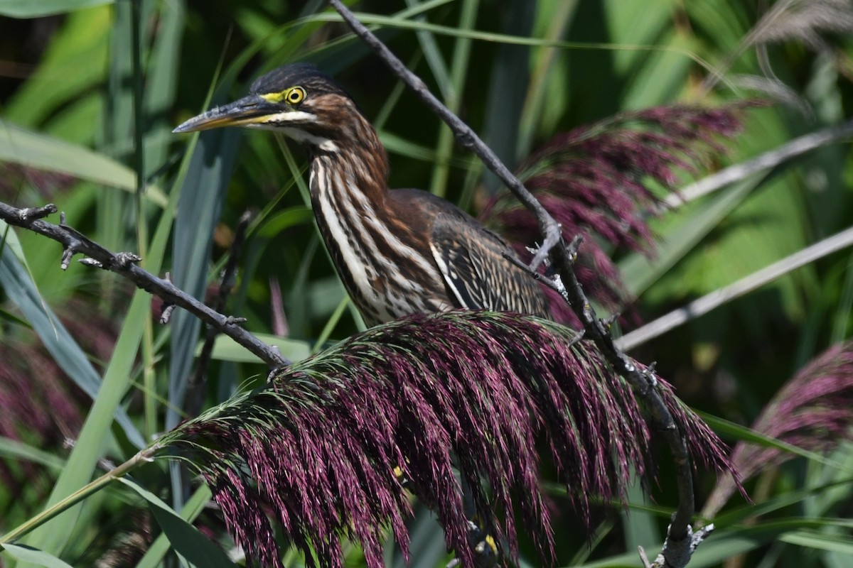 Green Heron - ML641289656
