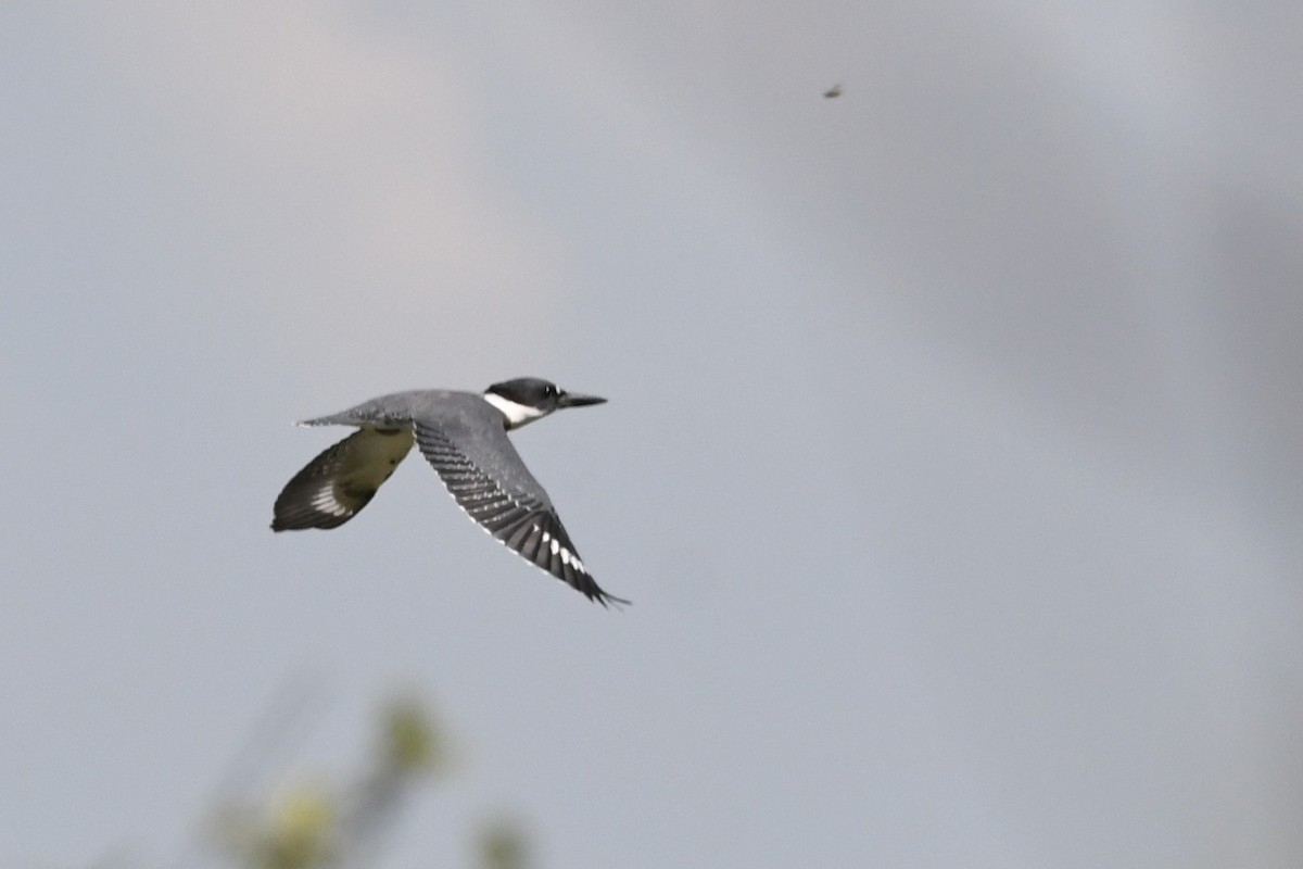 Belted Kingfisher - ML641289660