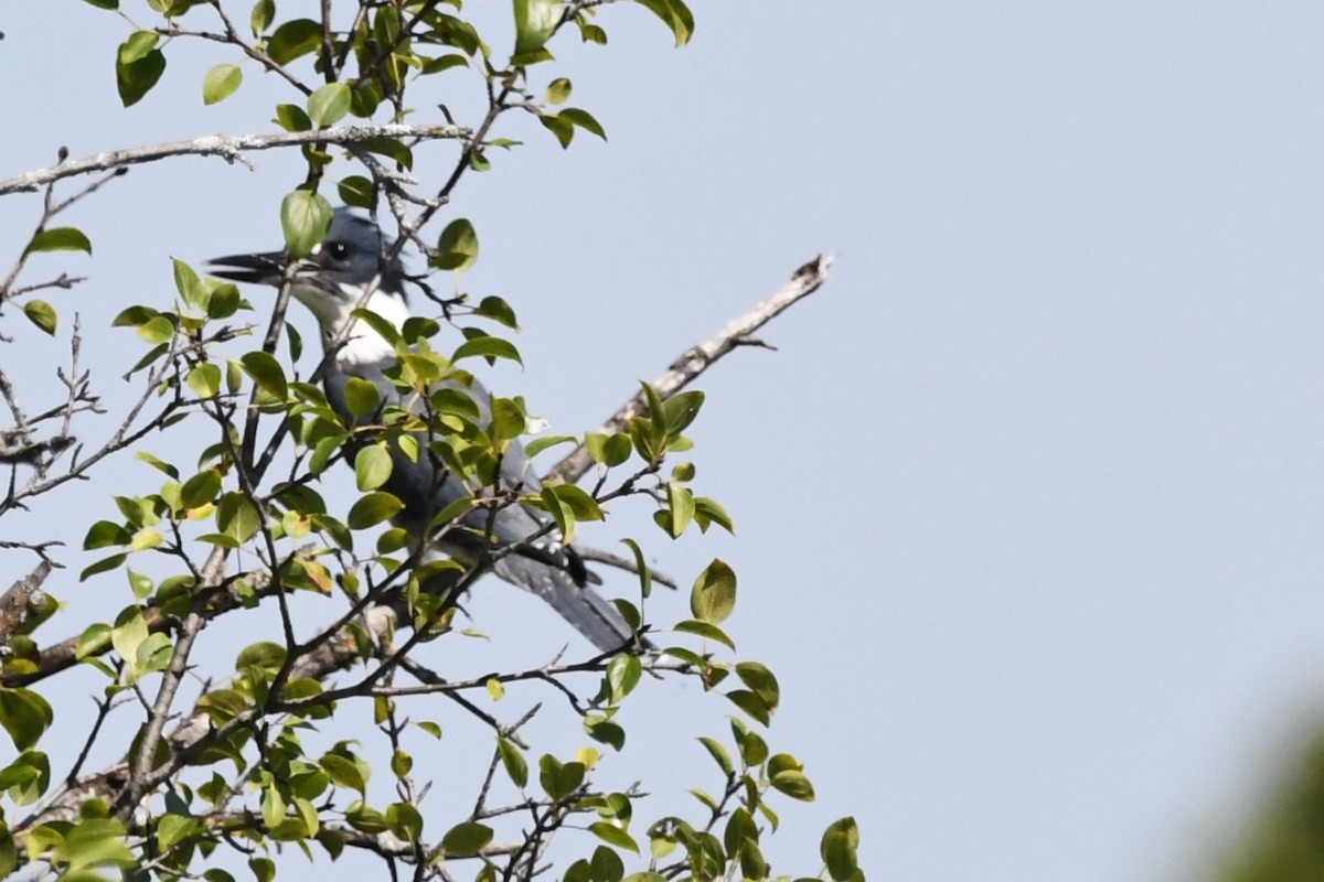 Belted Kingfisher - ML641289661