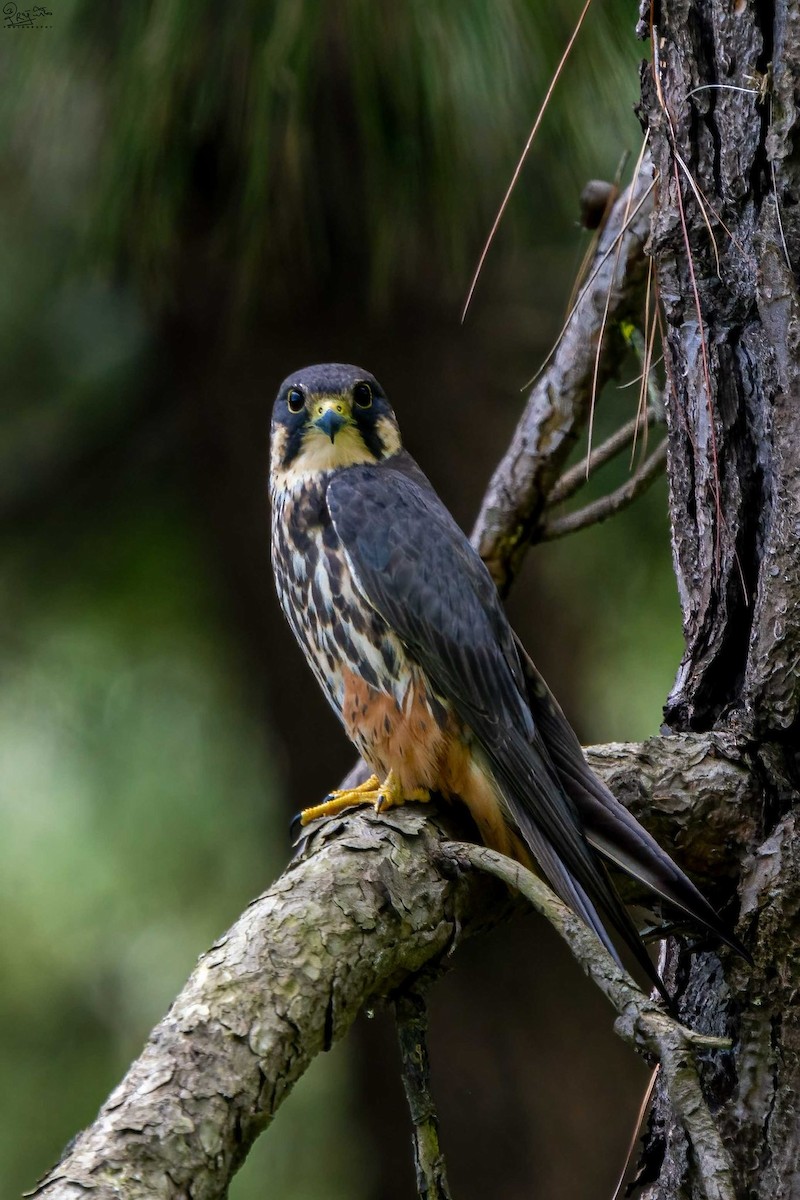 Eurasian Hobby - ML641289780