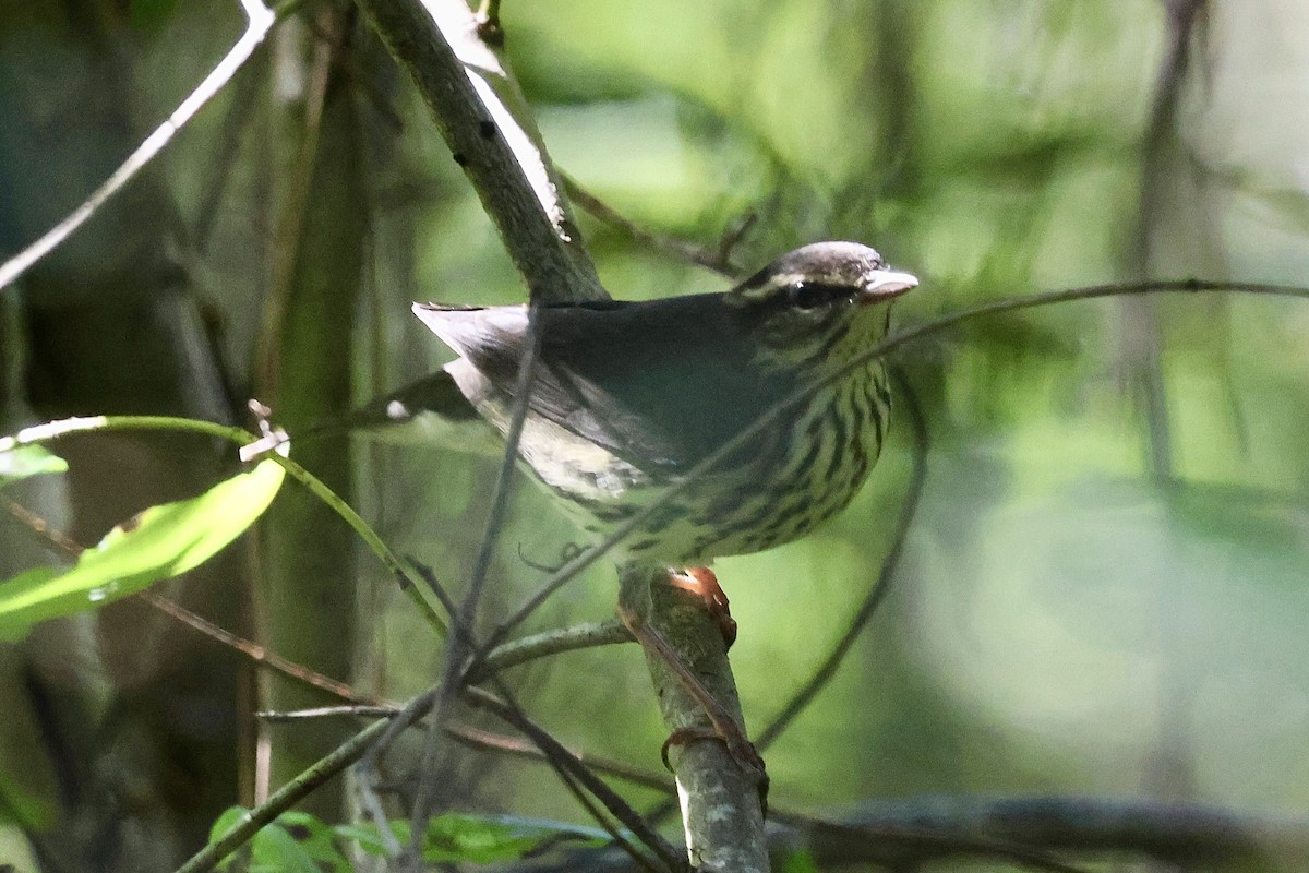 キタミズツグミ - ML641289813