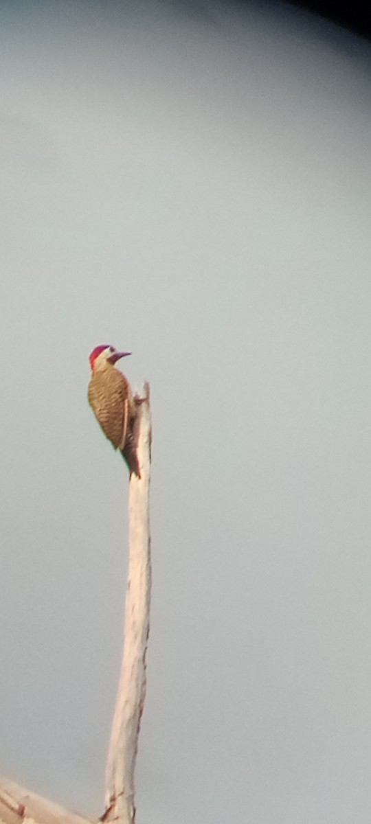 Spot-breasted Woodpecker - ML641289883