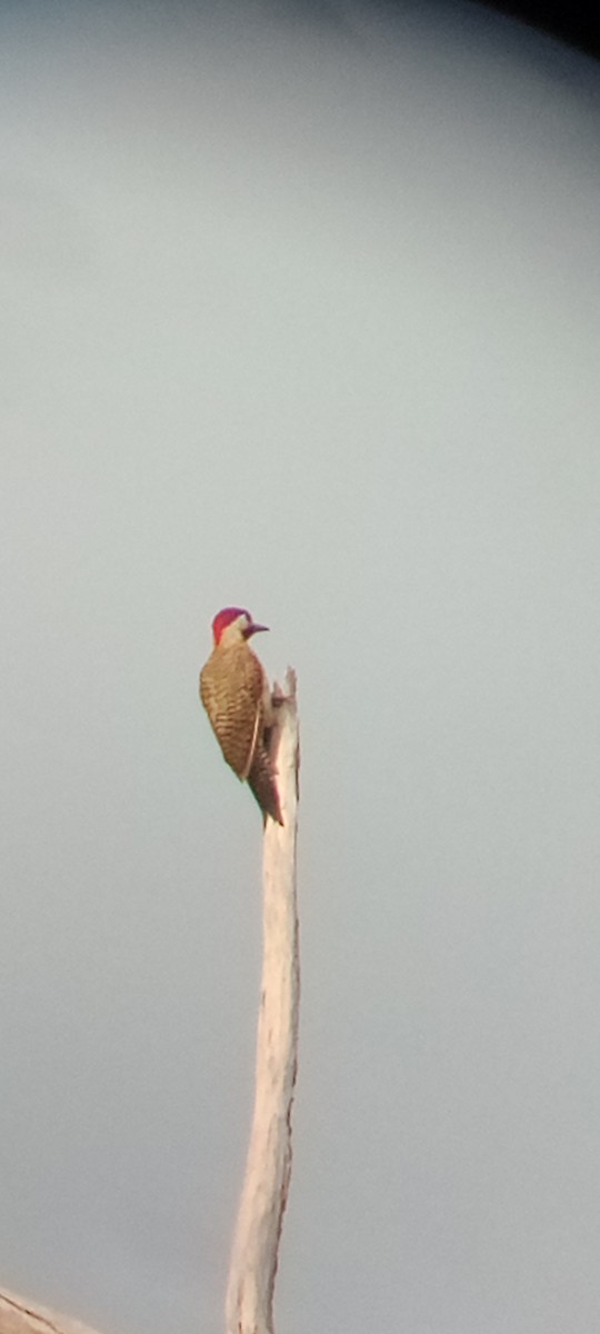 Spot-breasted Woodpecker - ML641289885