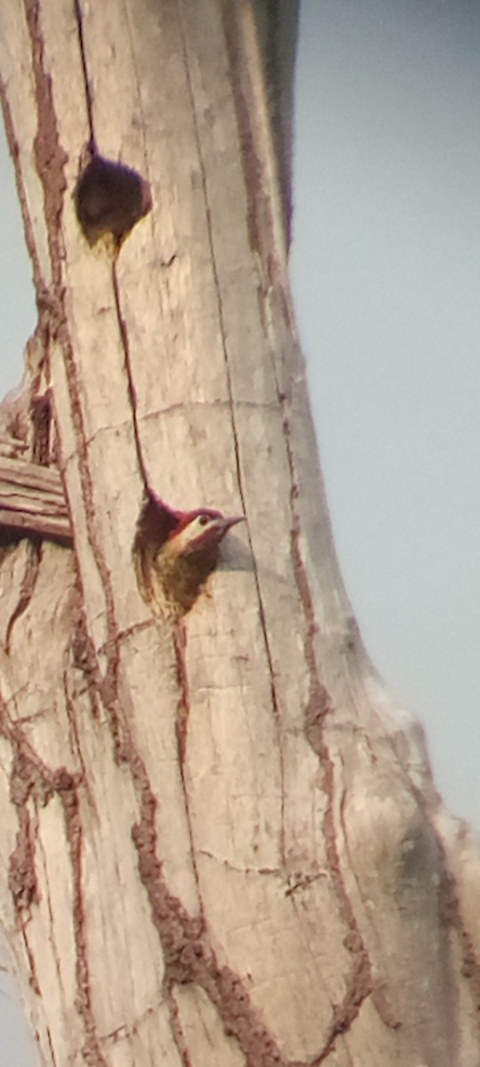 Spot-breasted Woodpecker - ML641289886