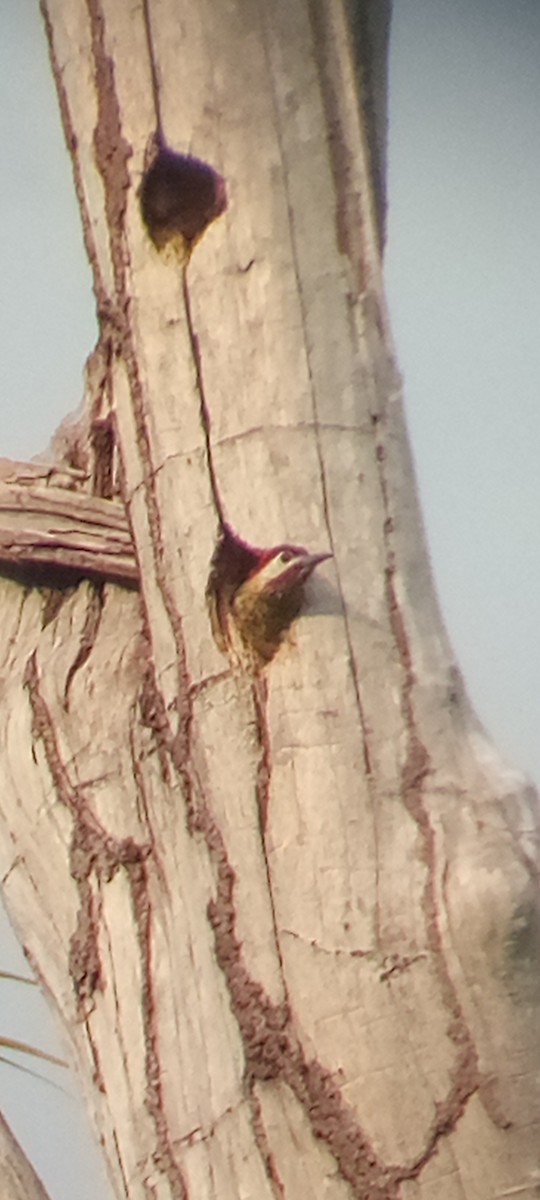 Spot-breasted Woodpecker - ML641289887
