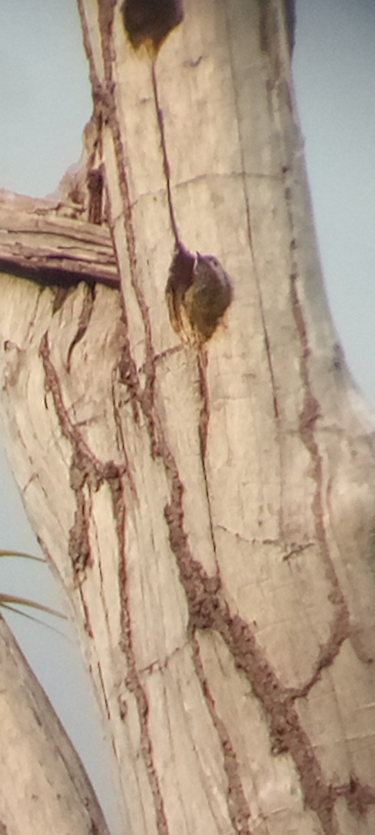 Spot-breasted Woodpecker - ML641289891