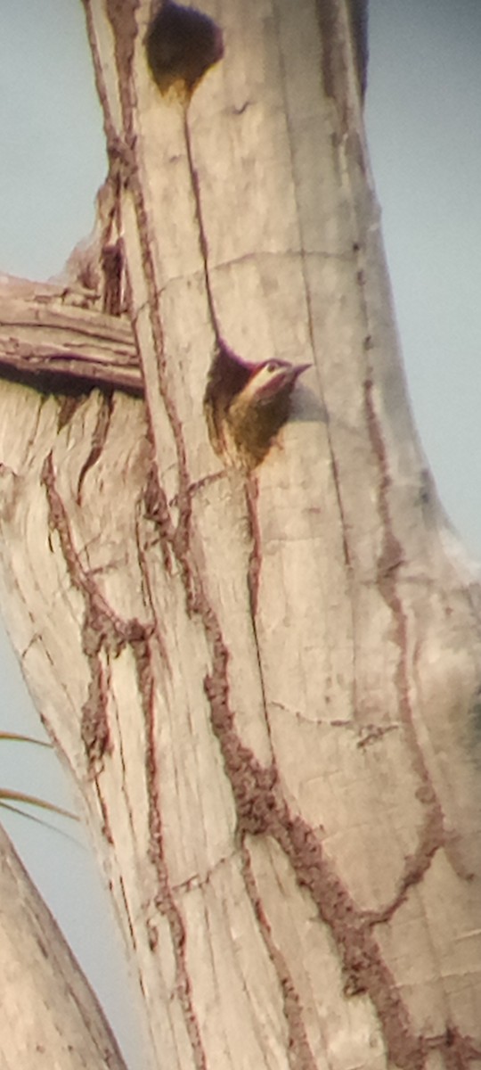 Spot-breasted Woodpecker - ML641289892