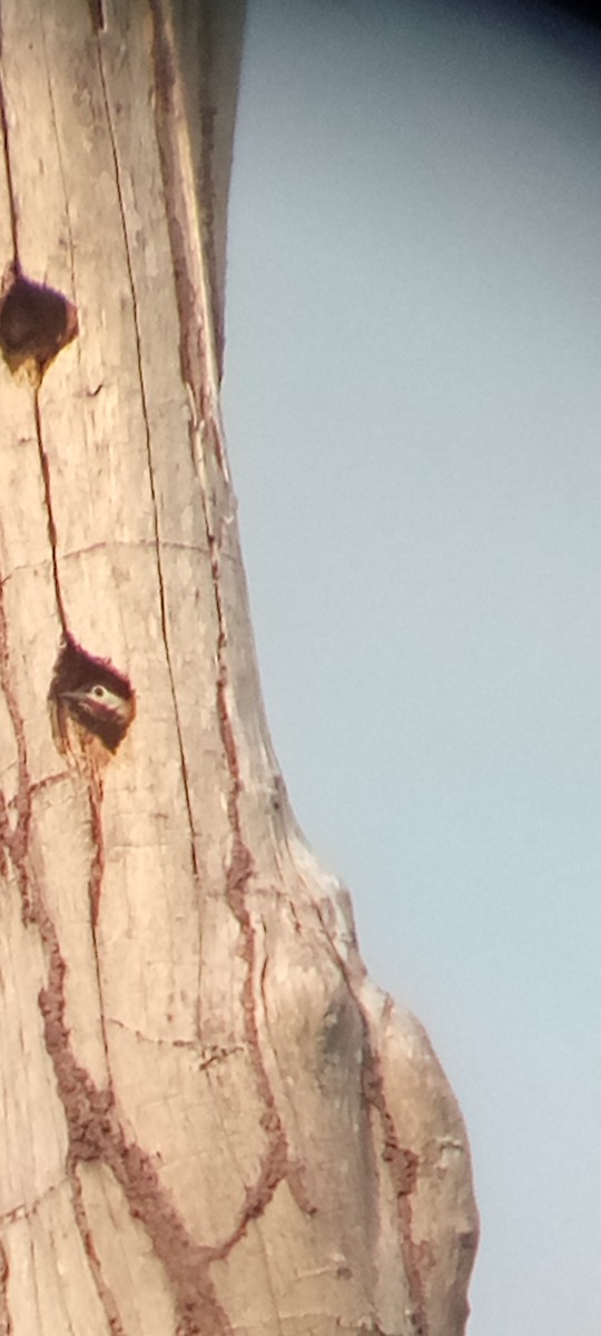 Spot-breasted Woodpecker - ML641289893